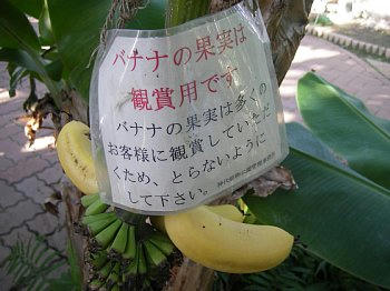 2009-11-26_banana.jpg