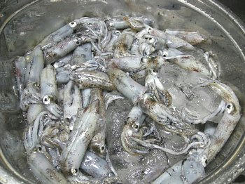 ika.jpg
