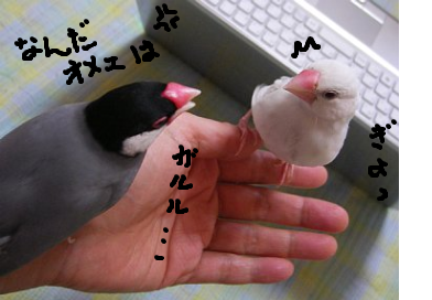 fimg_1261270870.png