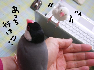 fimg_1261271036.png