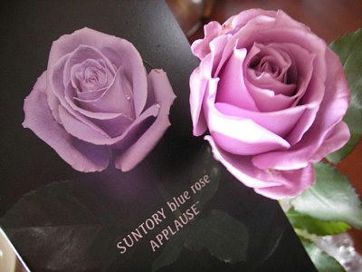 2010-02-25_rose.jpg