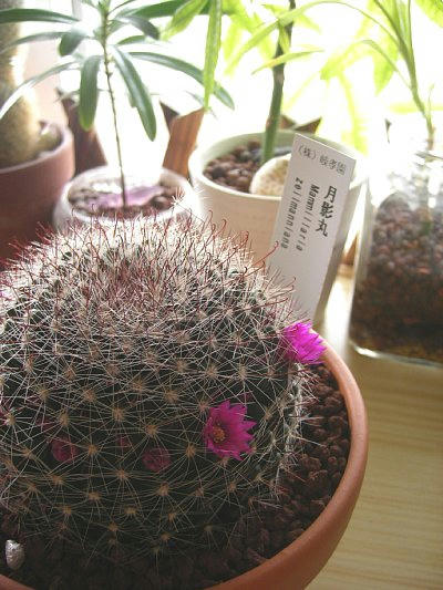 2010-02-25_sabo.jpg