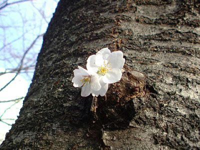 2010-03-20_sakura.jpg