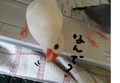 fimg_1287878821.png