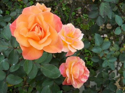 20101024_rose2.jpg