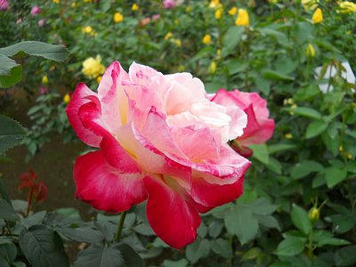 20101024_rose3.jpg