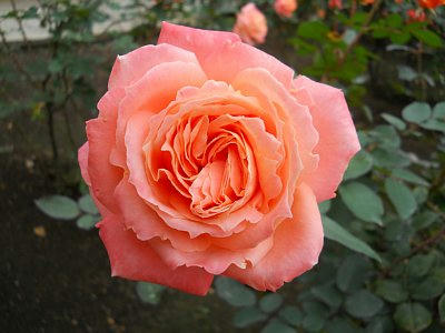 20101024_rose5.jpg