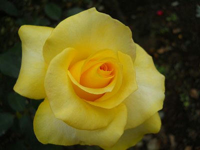 20101024_rose6.jpg