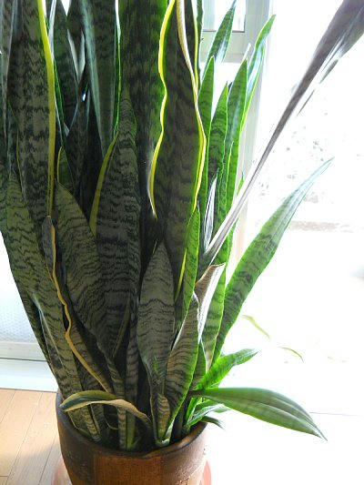 20110119_093730.JPG