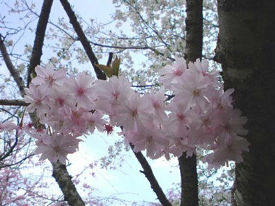 20110410_141220.JPG