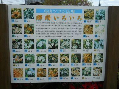 20110501_tutuji1.jpg