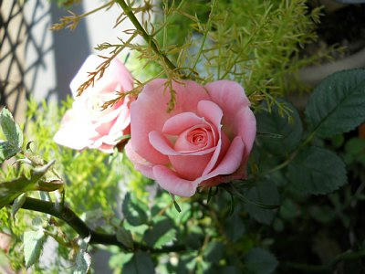 20110514_rose.jpg