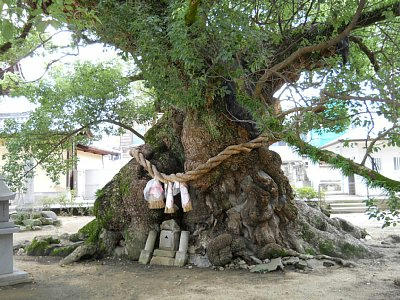 20110822_tree1.jpg