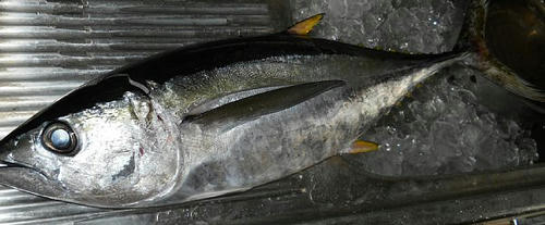 20120804_maguro.jpg