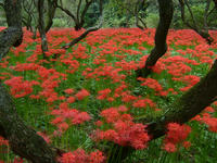 曼珠沙華