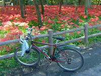 自転車