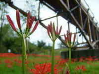 曼珠沙華