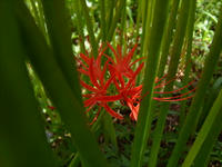 曼珠沙華