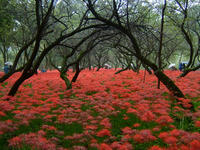 曼珠沙華