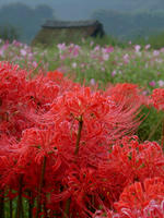 曼珠沙華