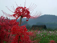 曼珠沙華