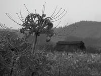 曼珠沙華