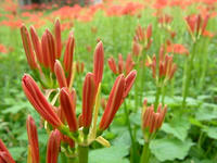 曼珠沙華
