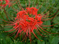 曼珠沙華