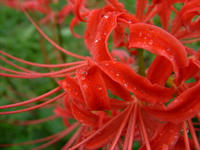 曼珠沙華