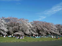小金井公園の桜