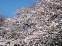 小金井公園の桜