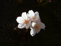 小金井公園の桜