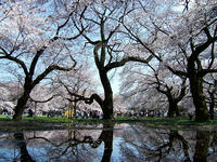小金井公園の桜