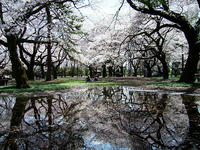 小金井公園の桜