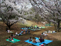 稲荷山公園の桜
