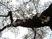 稲荷山公園の桜