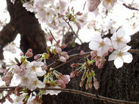 稲荷山公園の桜