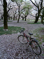 桜と自転車