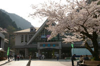 高尾山にて桜