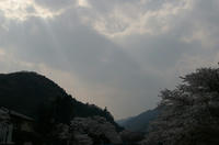 高尾山近くの桜