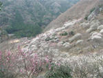 ume