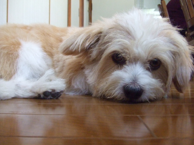 画像ファイル "http://blog.cnobi.jp/v1/blog/user/4b0d4ae37b6778ee69f95828ea26f587/1186897906" は壊れているため、表示できませんでした。