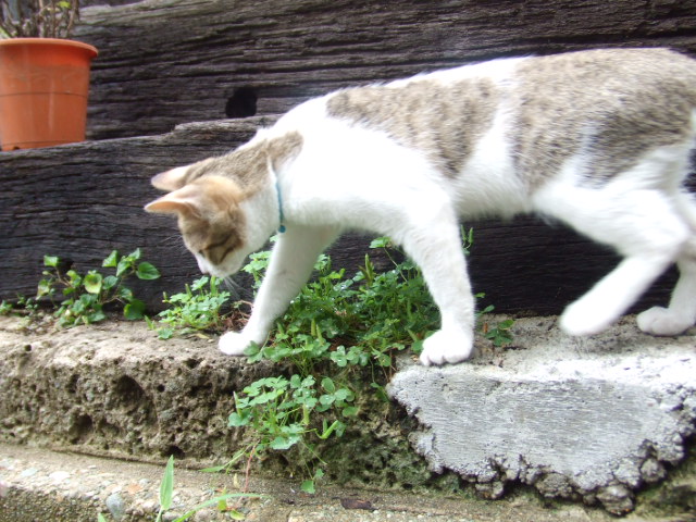 画像ファイル "http://blog.cnobi.jp/v1/blog/user/4b0d4ae37b6778ee69f95828ea26f587/1187443484" は壊れているため、表示できませんでした。