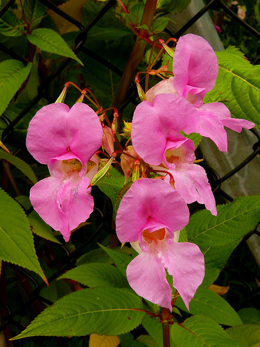 画像ファイル "http://blog.cnobi.jp/v1/blog/user/4b0d4ae37b6778ee69f95828ea26f587/1192370571" は壊れているため、表示できませんでした。