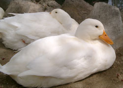 画像ファイル "http://blog.cnobi.jp/v1/blog/user/4b0d4ae37b6778ee69f95828ea26f587/1205164663" は壊れているため、表示できませんでした。
