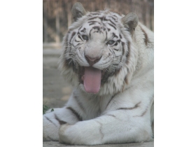 画像ファイル "http://blog.cnobi.jp/v1/blog/user/4b0d4ae37b6778ee69f95828ea26f587/1205164664" は壊れているため、表示できませんでした。