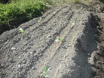 DSCF2075.jpg