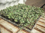 DSCF2093.jpg
