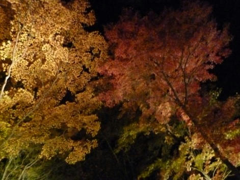 web-P1010652.JPG