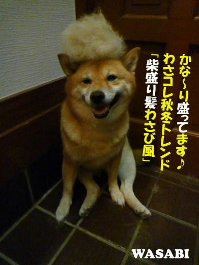 4327694b.jpeg